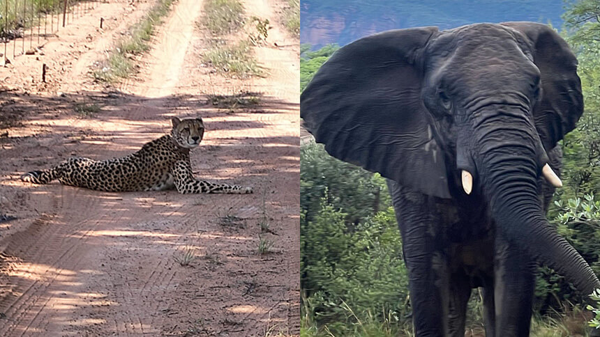 
 Complimentary Game Drives for Guests 
